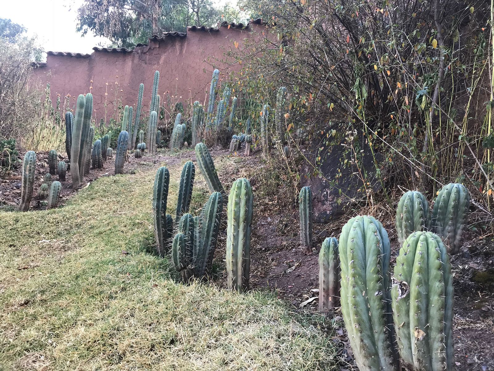 Columns of San Pedro cactus planted along a grassy garden path beside an adobe wall topped with clay tiles, in the Sacred Valley of Peru