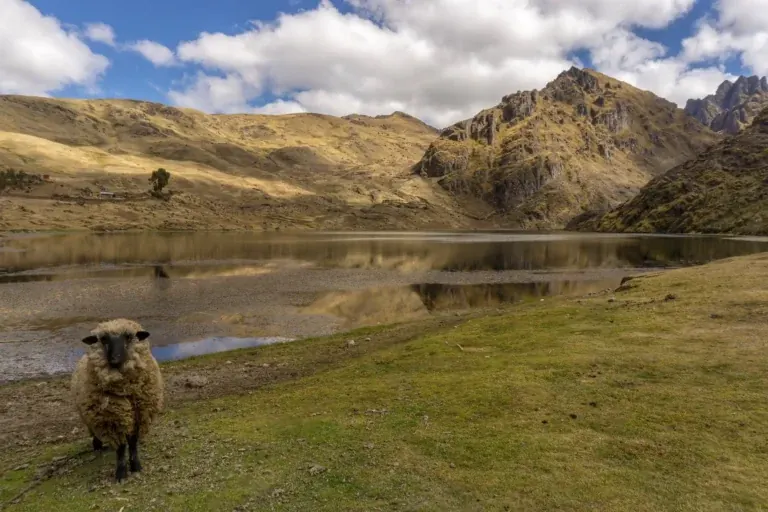 A lake below the mountains of Peru's Sacred Valley, with a sheep on the shore