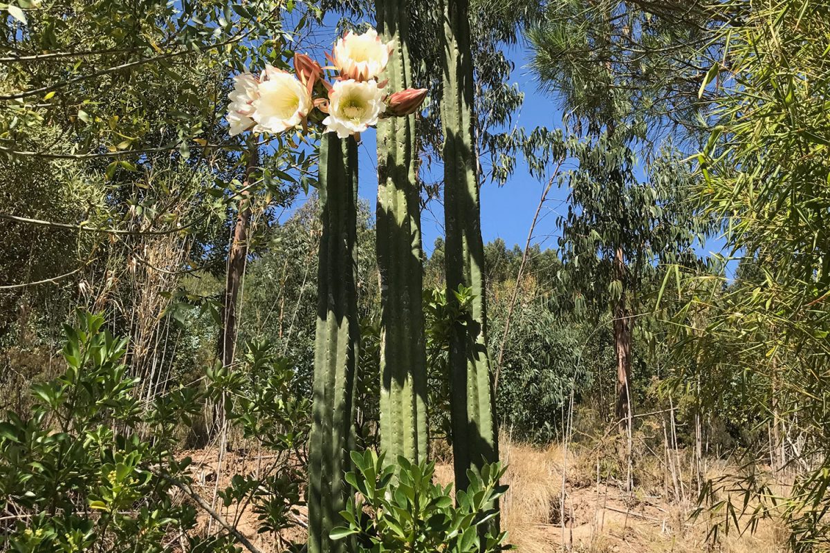 A tall San Pedro cactus in flower, white blossoms open at the top of each column, growing among trees