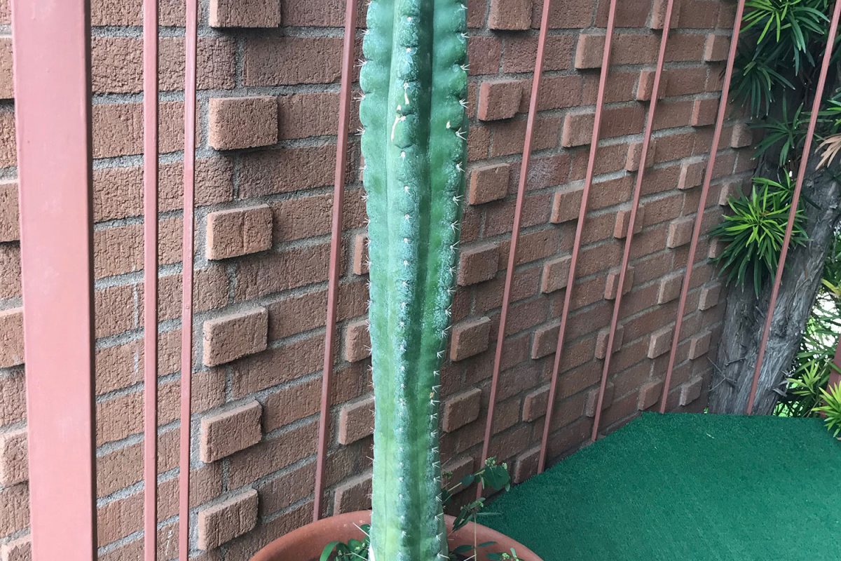 A single columnar San Pedro cactus in a terracotta pot against a brick garden wall