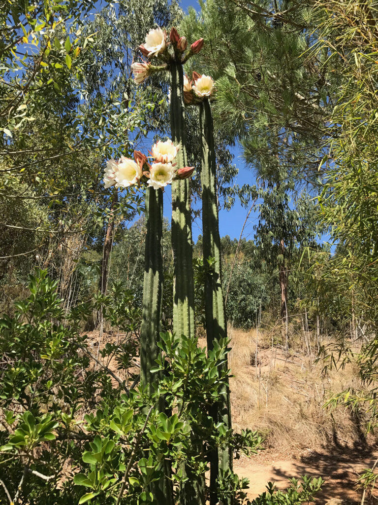 A tall San Pedro cactus in flower, white blossoms open at the top of each column, growing among trees
